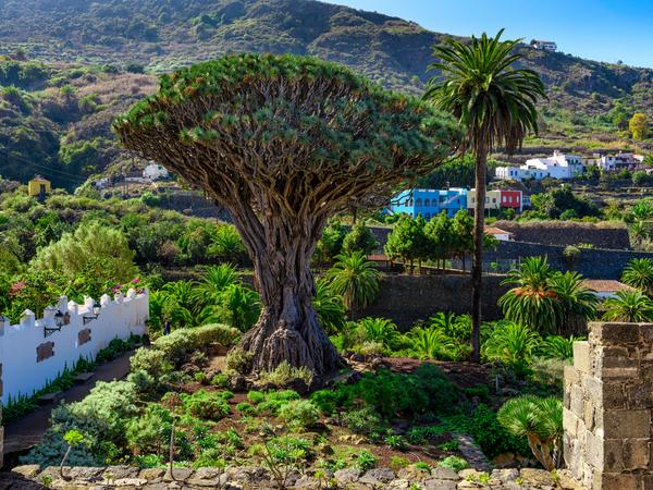 Drago Milenario auf Teneriffa