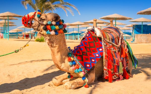 Fluege Hurghada - Das Kamel am Strand