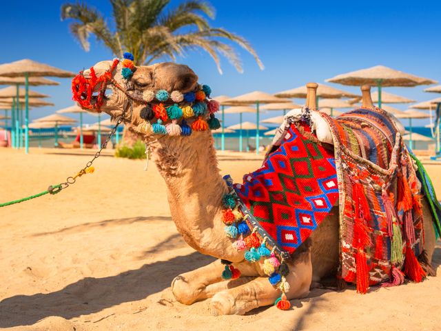 Fluege Hurghada - Das Kamel am Strand
