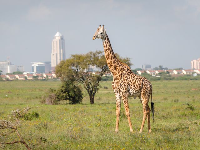 Fluege Nairobi - Blick auf die Skyline