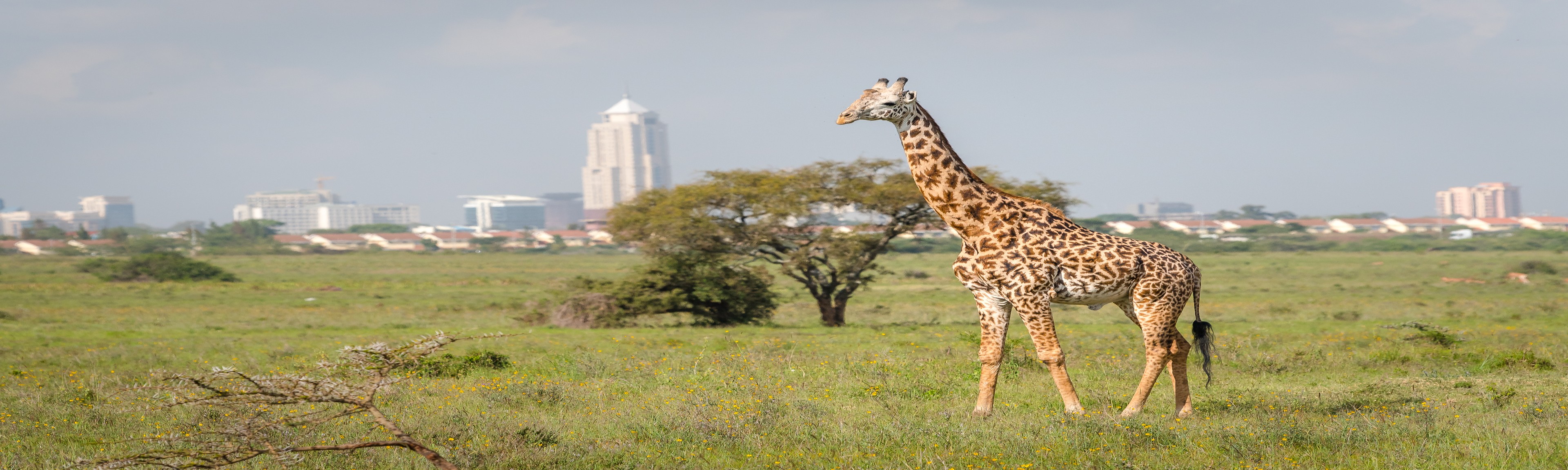 Fluege Nairobi - Blick auf die Skyline