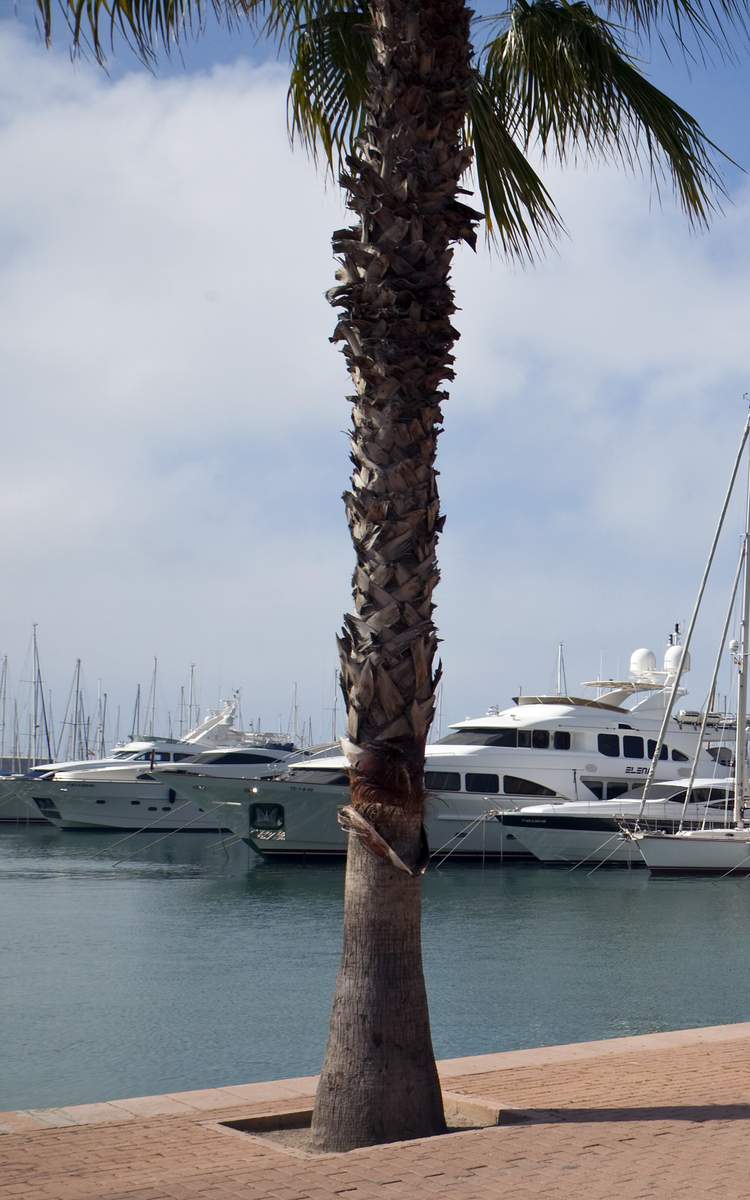 Die Stadt Alicante an der Costa Blanca in Spanien