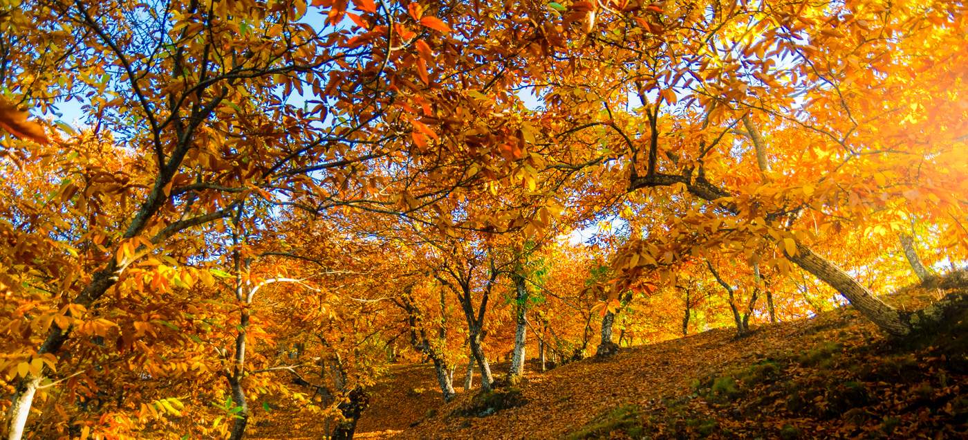 Bosque de Cobre - spektakuläre Naturlandschaft in der spanischen Provinz Málaga (Andalusien)