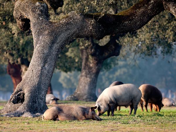 Iberische Schweine in einem Eichenwald in der Region Extremadura.