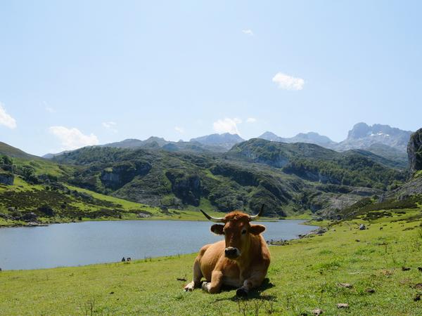 Blick auf Lagos de Covadonga in Picos de Europa, Asturien.