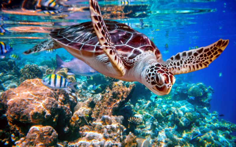 Fluege Malediven - Unterwasserwelt im Paradies