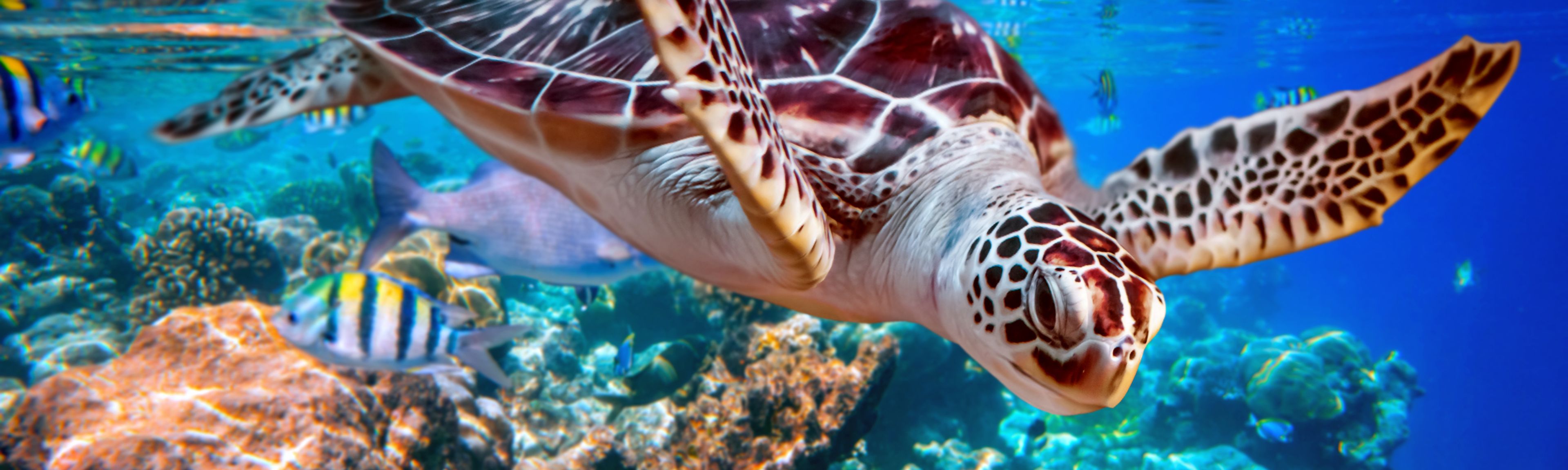 Fluege Malediven - Unterwasserwelt im Paradies