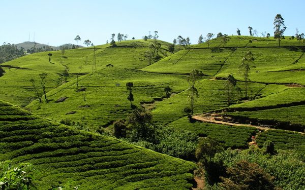 Fluege Colombo - Blick auf ein Teefeld in Sri Lanka