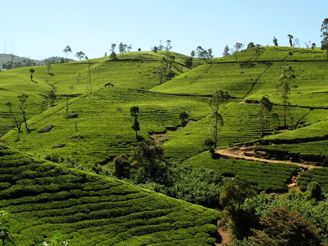 Fluege Colombo - Blick auf ein Teefeld in Sri Lanka