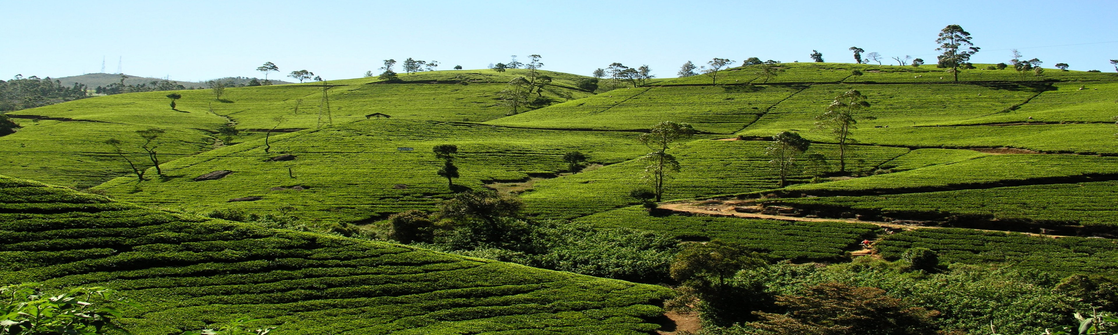 Fluege Colombo - Blick auf ein Teefeld in Sri Lanka