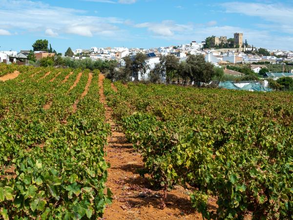 Montilla-Moriles - eine spanische Weinbauregion in Andalusien, südlich von Córdoba, bekannt für Weine im Sherry-Stil, besonders für süße Weine aus der Pedro Ximénez Traube