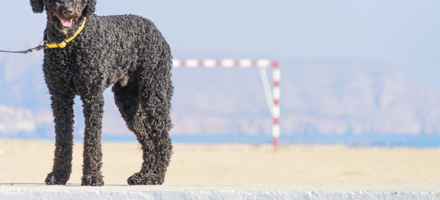 Ferien mit Hund in Spanien.