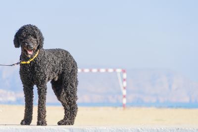 Ferien mit Hund in Spanien.