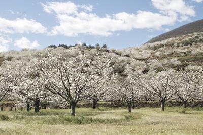 Kirschblüte im Valle del Jerte in der Region Extremadura