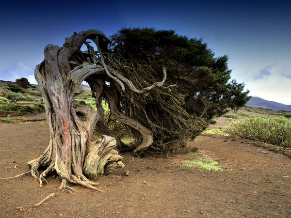 Sabinar auf El Hierro