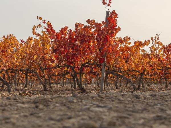 Campo de Borja - bekannt für ihre dichten, fruchtigen Rotweine, hauptsächlich aus der Rebsorte Garnacha, die oft ein gutes Preis-Leistungs-Verhältnis bieten