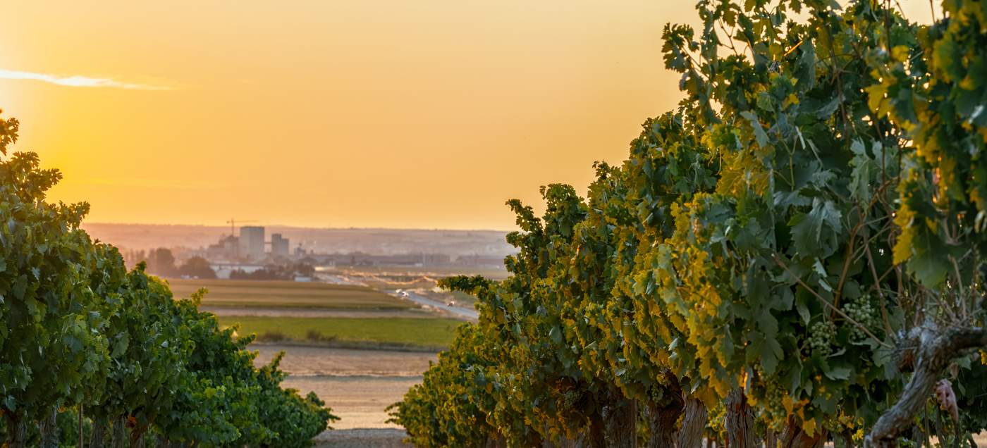 Weinregion Toro - bekannt für ihre kraftvollen, konzentrierten Rotweine, insbesondere aus der Rebsorte Tinta de Toro (Tempranillo)