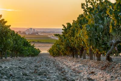 Weinregion Toro - bekannt für ihre kraftvollen, konzentrierten Rotweine, insbesondere aus der Rebsorte Tinta de Toro (Tempranillo)
