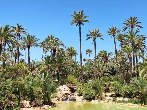 Der El Palmeral Park in Alicante.
