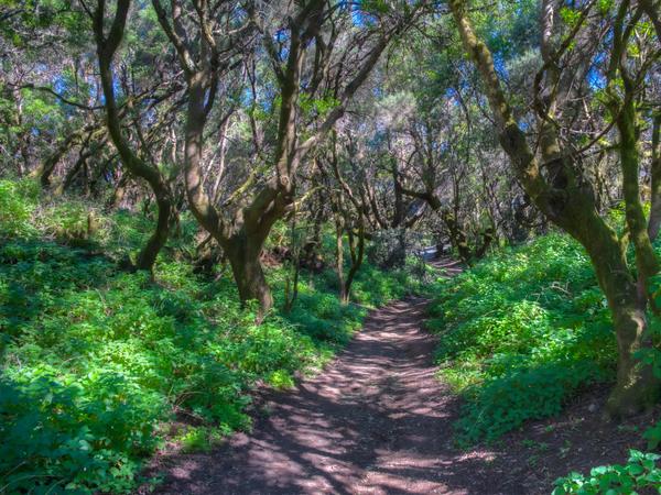 Wald auf der kanarischen Insel El Hierro
