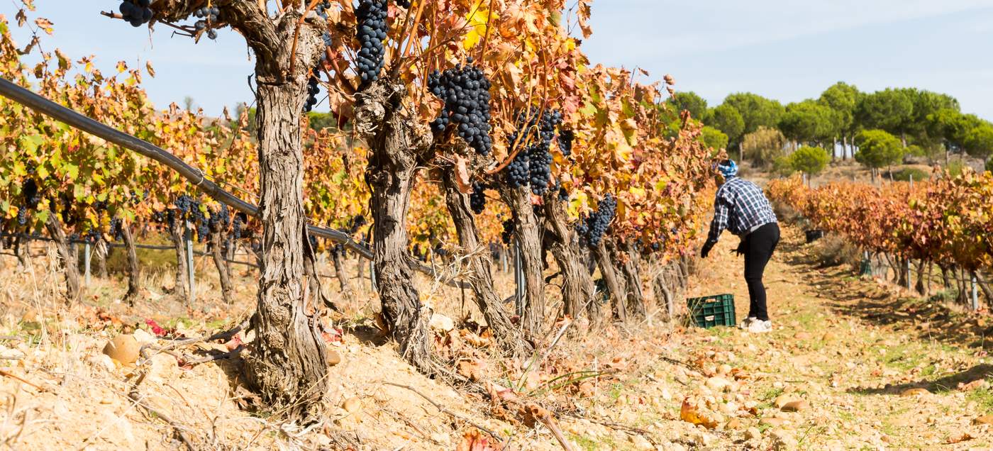 Toro-Wein - bekannt für seine kräftigen, vollmundigen Rotweine, die hauptsächlich aus der Rebsorte Tinta de Toro (Tempranillo) gewonnen werden