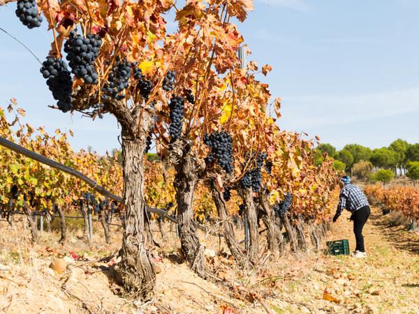 Toro-Wein - bekannt für seine kräftigen, vollmundigen Rotweine, die hauptsächlich aus der Rebsorte Tinta de Toro (Tempranillo) gewonnen werden