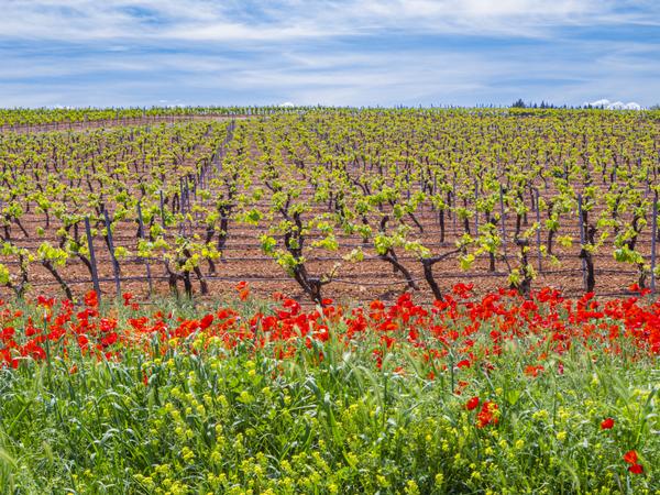 Valdepeñas DO - bekannt für ihre preiswerten Rotweine aus der Tempranillo-Traube, die oft als Crianza oder Reserva ausgebaut werden