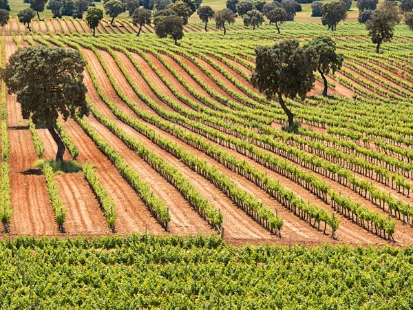 La Mancha DO - das größte zusammenhängende Weinbaugebiet der Welt und liegt in der spanischen Region Kastilien-La Mancha