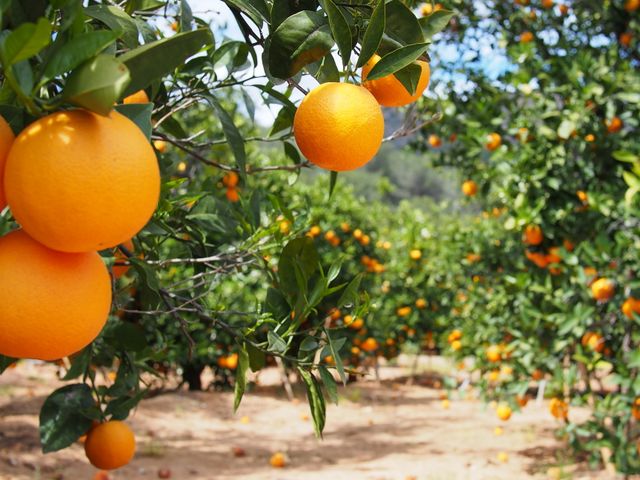 Orangen Plantage in Valencia