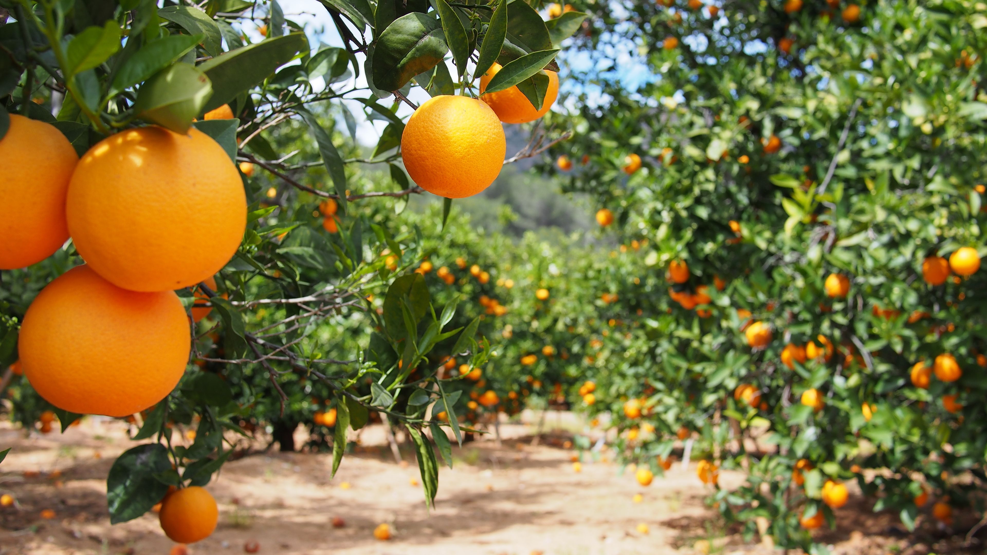 Orangen Plantage in Valencia