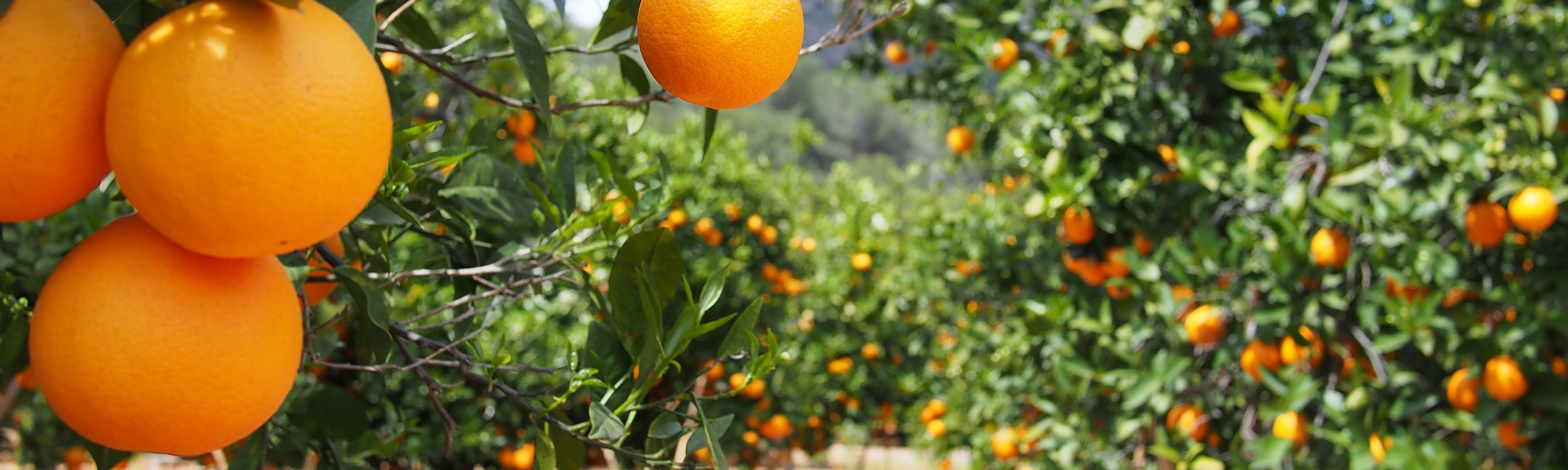 Orangen Plantage in Valencia