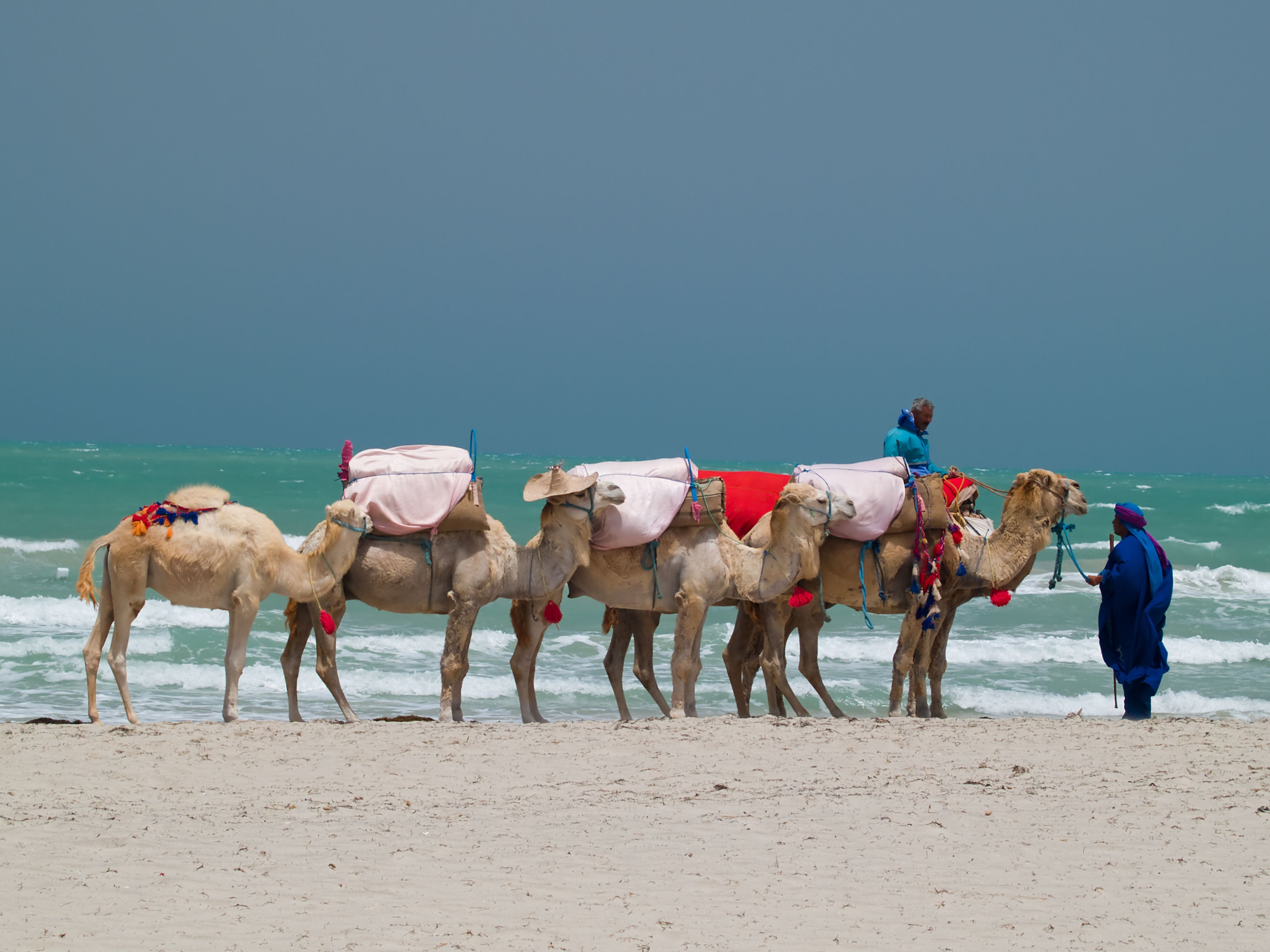 Kamele am Strand von Djerba in Tunesien