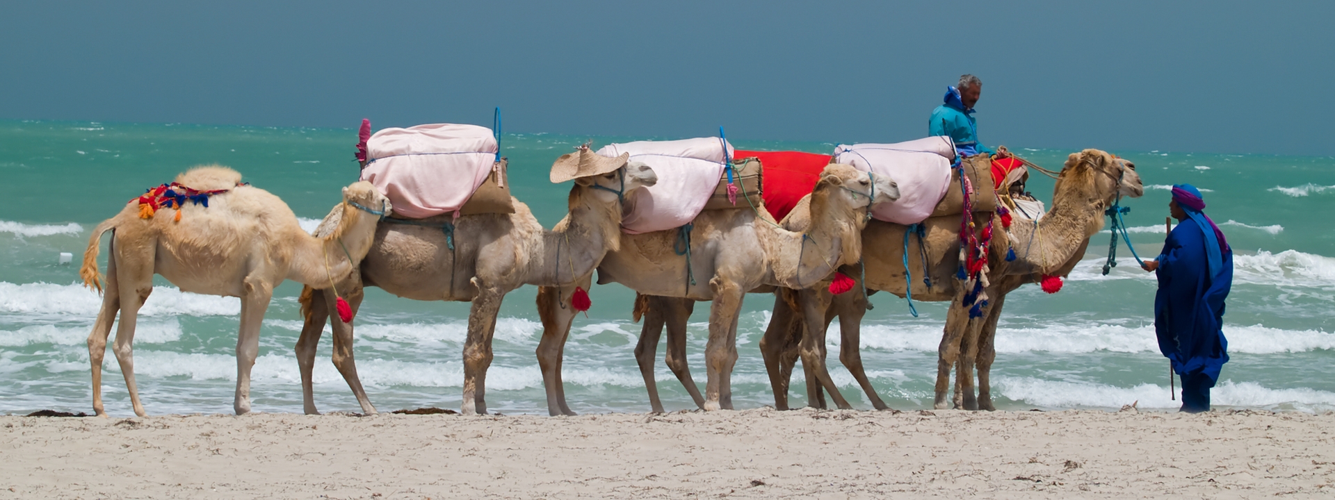 Kamele am Strand von Djerba in Tunesien