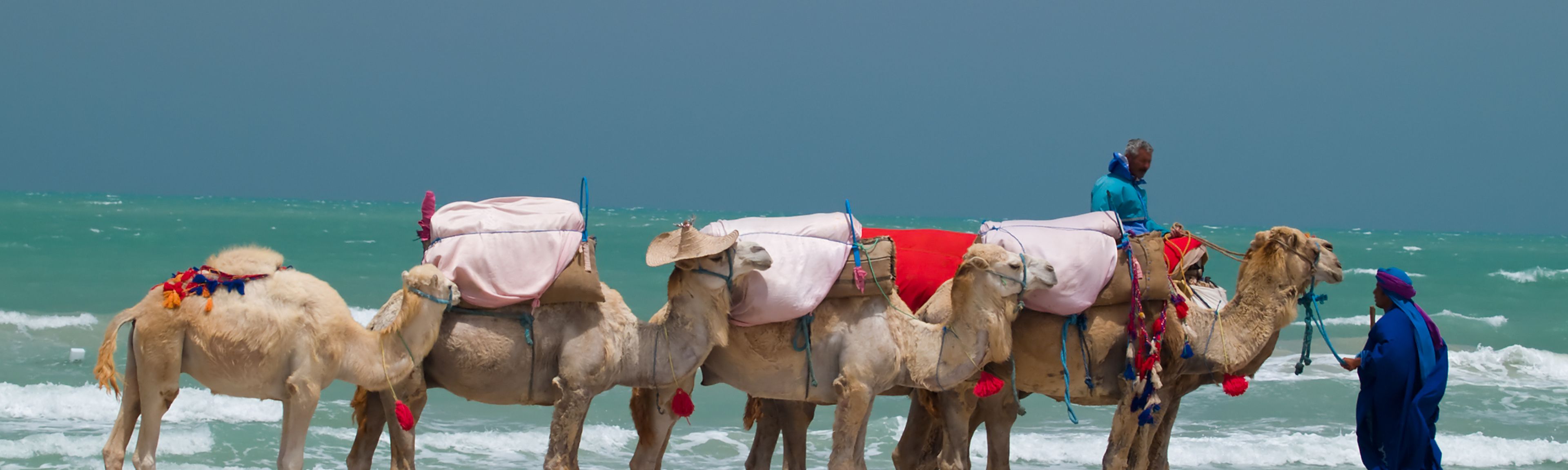 Kamele am Strand von Djerba in Tunesien