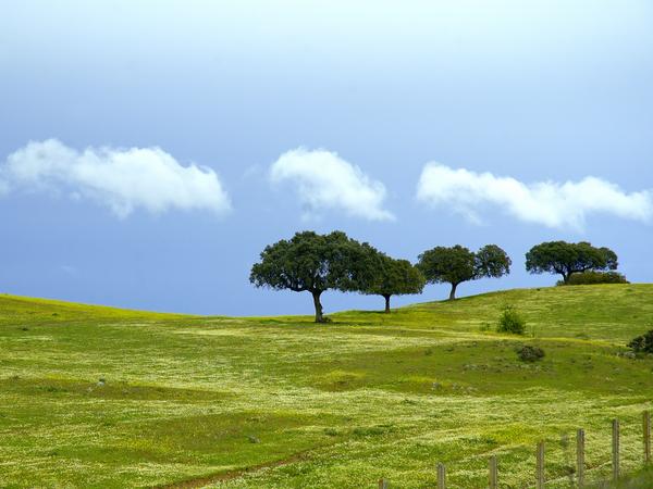 Eine Landschaft in der Region Extremadura in Spanien.